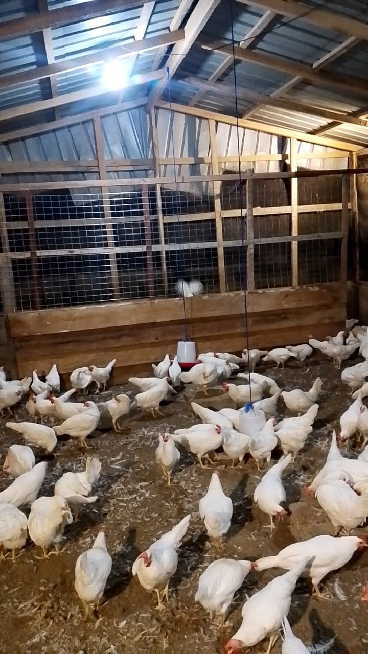 About Bramas Farm
