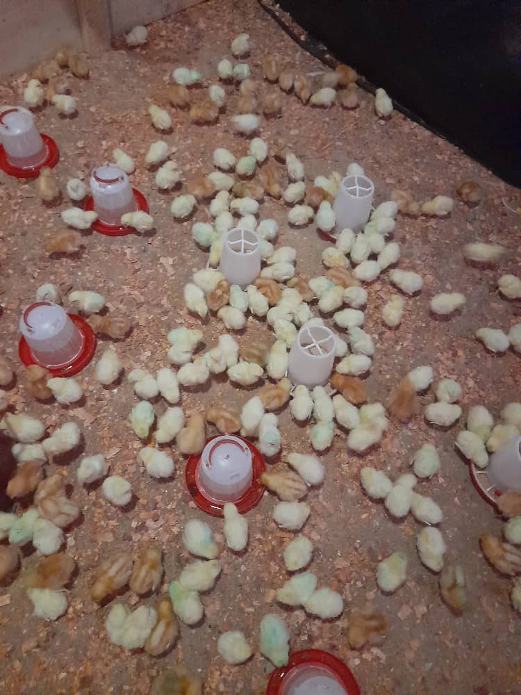 Day-Old Chicks