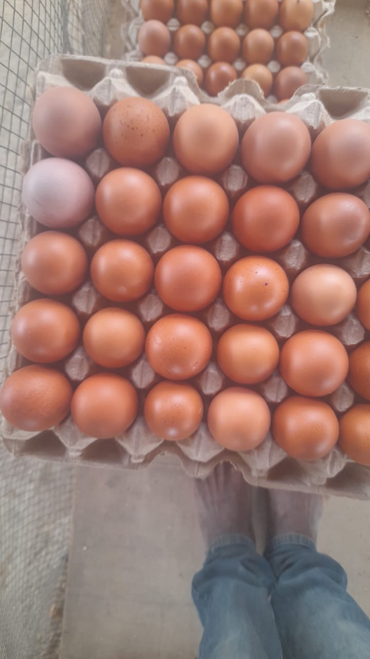 Fresh Eggs