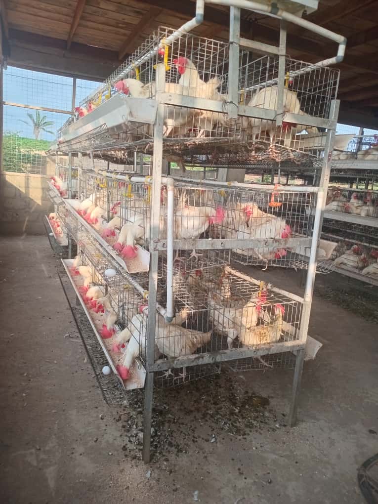 Hens and fresh eggs on the egg belt